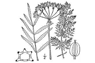 <i>Sium suave</i> Walter var. floridanum (Small) C.F. Reed
