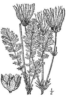 <i>Sieversia ciliata</i> (Pursh) G. Don