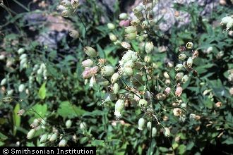 <i>Melandrium dioicum</i> (L.) Coss. & Germ. ssp. rubrum (Weigel) D. Löve