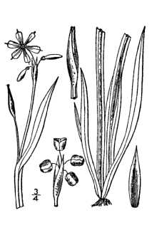 <i>Sisyrinchium graminoides</i> E.P. Bicknell