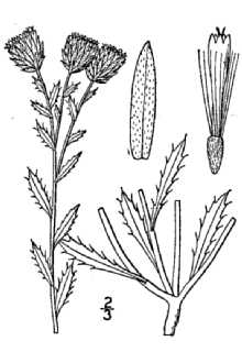 <i>Eriocarpum grindelioides</i> Nutt.