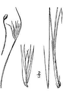 <i>Sisyrinchium scabrellum</i> E.P. Bicknell