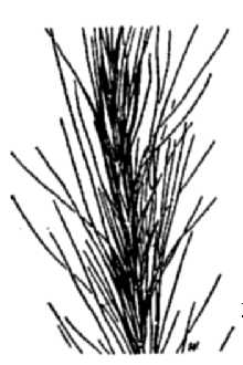 <i>Elymus ×hansenii</i> Scribn. (pro sp.)