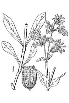 <i>Silene latifolia</i> (Mill.) Britten & Rendle, non Poir.