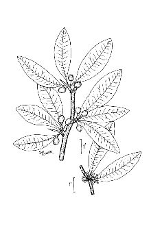 <i>Bumelia lycioides</i> (L.) Pers. var. ellipsoidalis R.B. Clark
