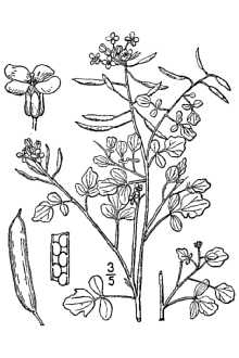 <i>Sisymbrium nasturtium-aquaticum</i> L.