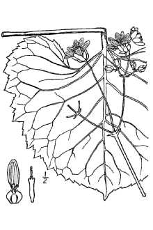 <i>Silphium compositum</i> Michx. ssp. reniforme (Raf. ex Nutt.) Sweeny & T.R. Fisher