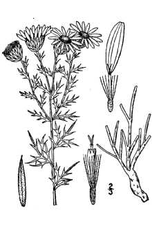 <i>Haplopappus spinulosus</i> (Pursh) DC. ssp. laevis (Wooton & Standl.) H.M. Hall