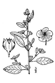 <i>Sida spinosa</i> L. var. angustifolia auct. non (Lam.) Griseb. p.p.