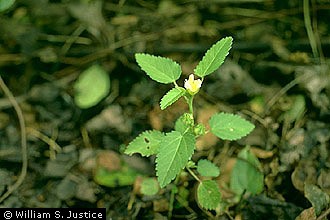 Sida spinosa detail - FSUS