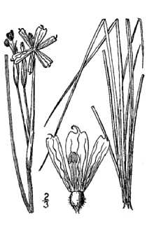 <i>Sisyrinchium heterocarpum</i> E.P. Bicknell