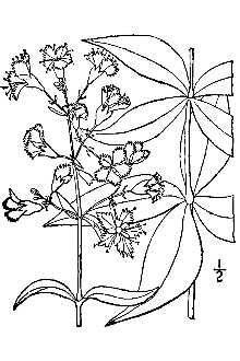 <i>Silene stellata</i> (L.) W.T. Aiton var. scabrella Palmer & Steyerm.