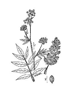 <i>Sium floridanum</i> Small