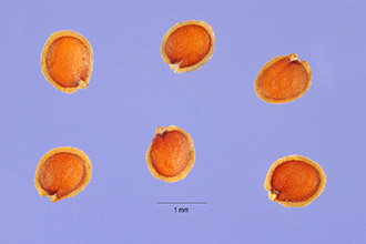 <i>Cardamine parviflora</i> L. ssp. virginica (L.) O.E. Schulz