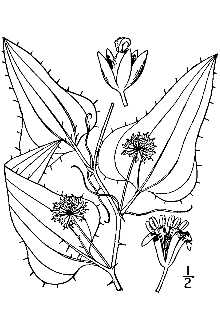 <i>Smilax bona-nox</i> L. var. hederifolia (Bey.) Fernald