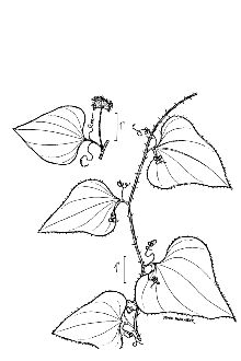 <i>Smilax bona-nox</i> L. var. exauriculata Fernald