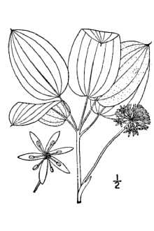 <i>Nemexia ecirrhata</i> (Engelm. ex Kunth) Small