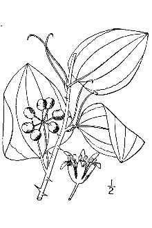 <i>Smilax glauca</i> Walter var. leurophylla S.F. Blake