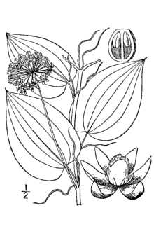 <i>Nemexia herbacea</i> (L.) Small
