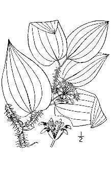 <i>Smilax tamnoides</i> L. var. hispida (Muhl. ex Torr.) Fernald
