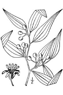 <i>Smilax lanceolata</i> auct. non L.
