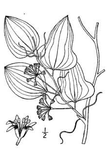 <i>Smilax tamnifolia</i> Michx.