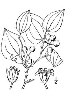 <i>Smilax rotundifolia</i> L. var. quadrangularis (Muhl. ex Willd.) Alph. Wood