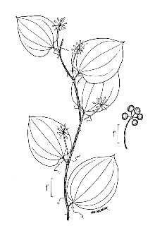 <i>Smilax rotundifolia</i> L. var. crenulata Small & A. Heller