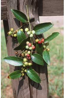 <i>Smilax domingensis</i> auct. non Willd.