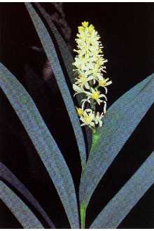 <i>Smilacina stellata</i> (L.) Desf. var. mollis Farw.