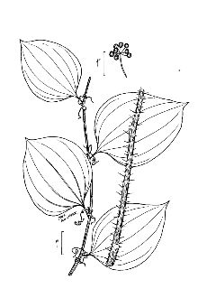 <i>Smilax tamnoides</i> L. var. hispida (Muhl. ex Torr.) Fernald