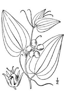 <i>Smilax megacarpa</i> Morong