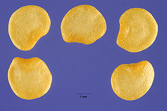 <i>Solanum nigrum</i> L. var. virginicum L.