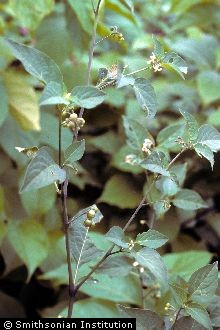 <i>Solanum nigrum</i> L. var. virginicum L.