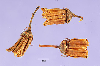 <i>Sorbaria arborea</i> C.K. Schneid.