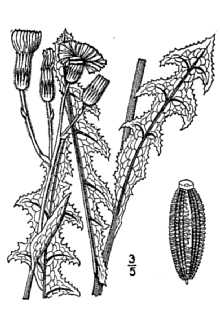 <i>Sonchus arvensis</i> L. var. shumovichii B. Boivin