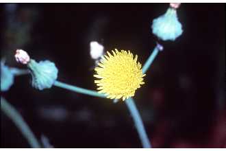 <i>Sonchus asper</i> (L.) Hill ssp. glaucescens (Jord.) J. Ball