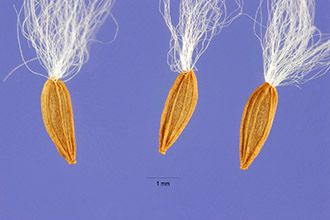 <i>Sonchus asper</i> (L.) Hill ssp. asper