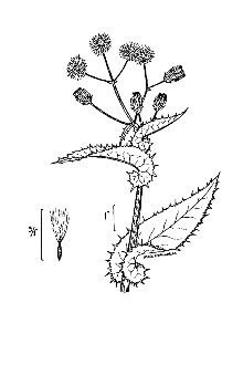 <i>Sonchus asper</i> (L.) Hill ssp. glaucescens (Jord.) J. Ball