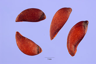 <i>Sorbus aucuparia</i> L. var. xanthocarpa Hartwig & Rümpler