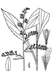 <i>Solidago arguta</i> Aiton ssp. boottii (Hook.) G. Morton