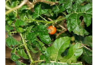 <i>Solanum ciliatum</i> Lam.