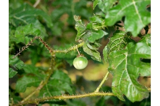 <i>Solanum ciliatum</i> Lam.