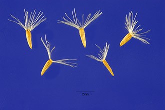 <i>Solidago caesia</i> L. var. axillaris (Pursh) A. Gray