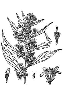 <i>Solidago caesia</i> L. var. curtisii (Torr. & A. Gray) Alph. Wood