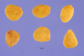 <i>Solanum perplexum</i> Small