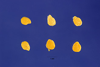 <i>Solanum nigrum</i> L. var. douglasii (Dunal) A. Gray