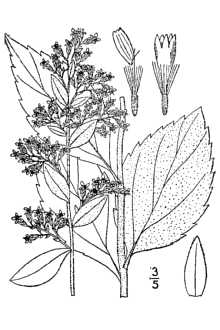<i>Solidago rugosa</i> Mill. var. celtidifolia (Small) Fernald