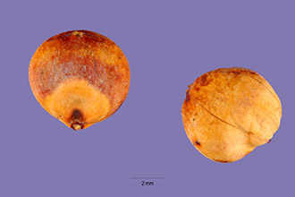 <i>Sorghum bicolor</i> (L.) Moench var. caffrorum (Retz.) Mohlenbr.