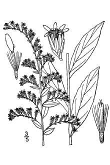 <i>Solidago elliottii</i> Torr. & A. Gray var. pedicellata Fernald